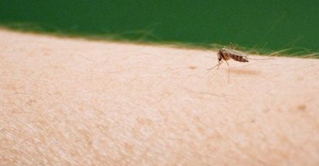 Sposoby na odstraszenie komarów. Leśnicy radzą, co działa najlepiej