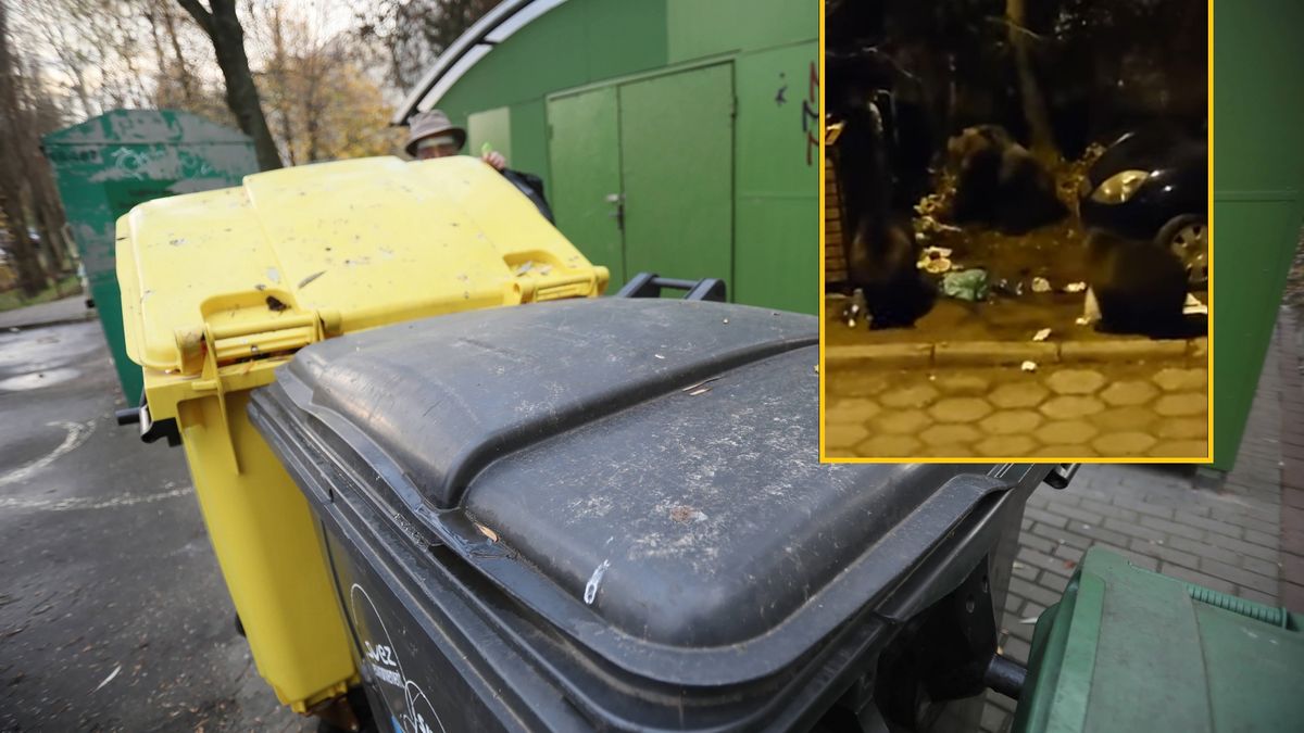 Niedźwiedzie buszują w śmieciach w Kościelisku 