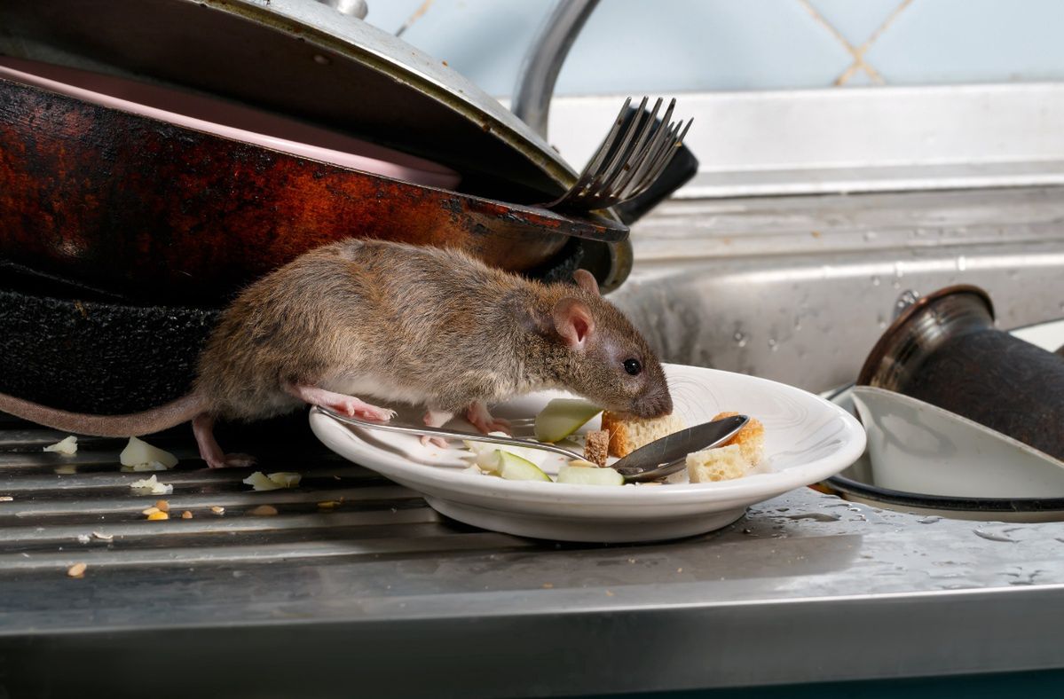 New York is fighting a rat plague. The rodents will be stuffed with ant