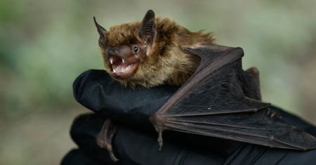 Koronawirus. Ekspertka: o zagrożeniu wiedzieliśmy od lat, ale i tak się nie przygotowaliśmy
