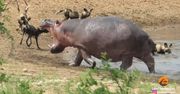 Hipopotam - najgroźniejsze zwierzę w Afryce. Zbiór nagrań z parku narodowego Krugera w RPA