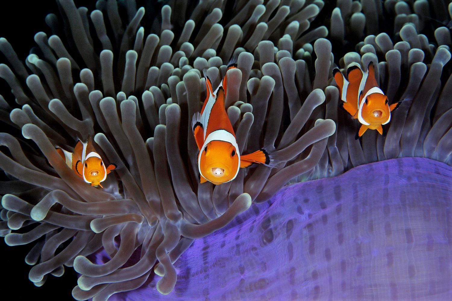 Takiego świata nie znacie. Oto najpiękniejsze zdjęcia podwodne w konkursie Underwater Photographer of the Year 2017 9