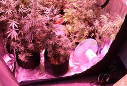 Akcja służb w Raciborzu. Zatrzymano 33-latka