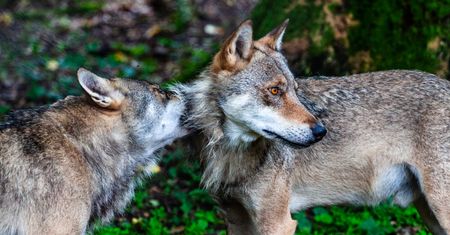 Niezwykła więź wilczej pary. Przyrodnicy zaobserwowali coś ciekawego