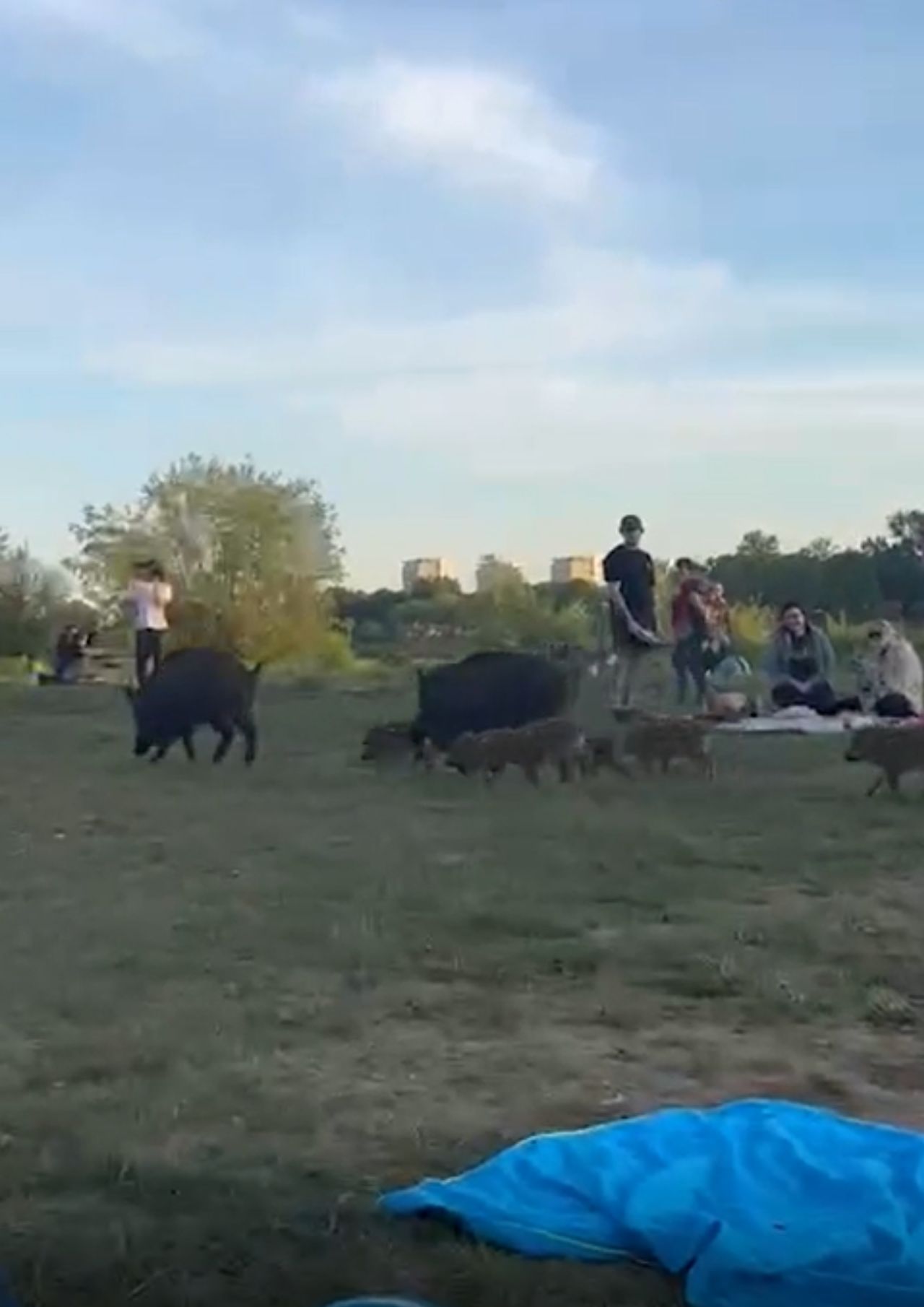 Wideo z Warszawy. "Podchodziły i wsadzały ludziom pyski w grille"