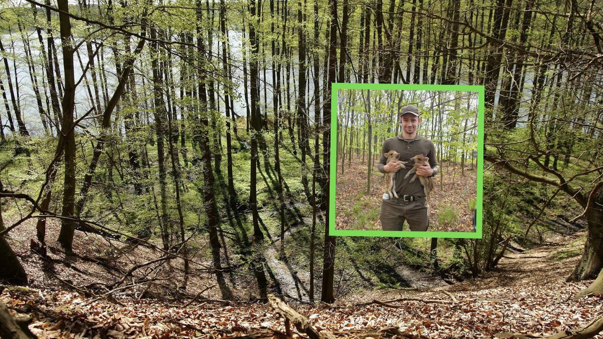 Pies w lesie? Tylko na smyczy. Apel leśników