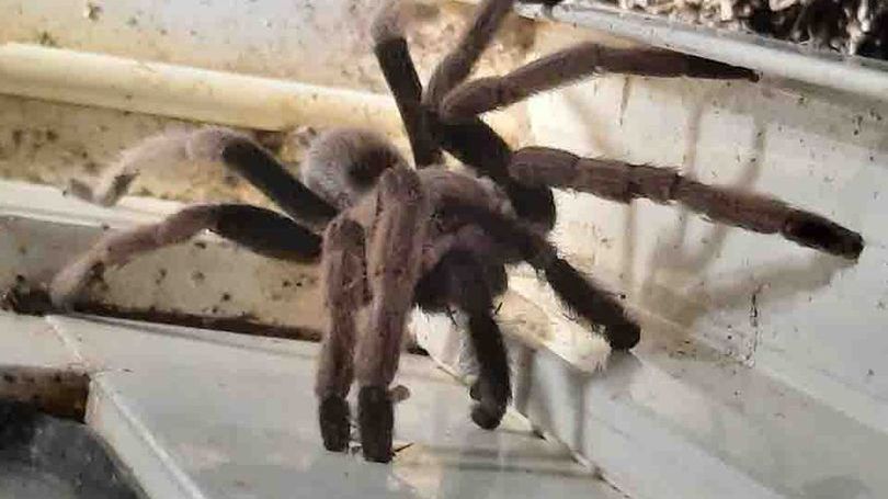 Pająk, którego znalazła kobieta