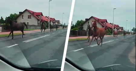 Konie pędziły środkiem drogi. Nagranie kierowcy z Wielkopolski