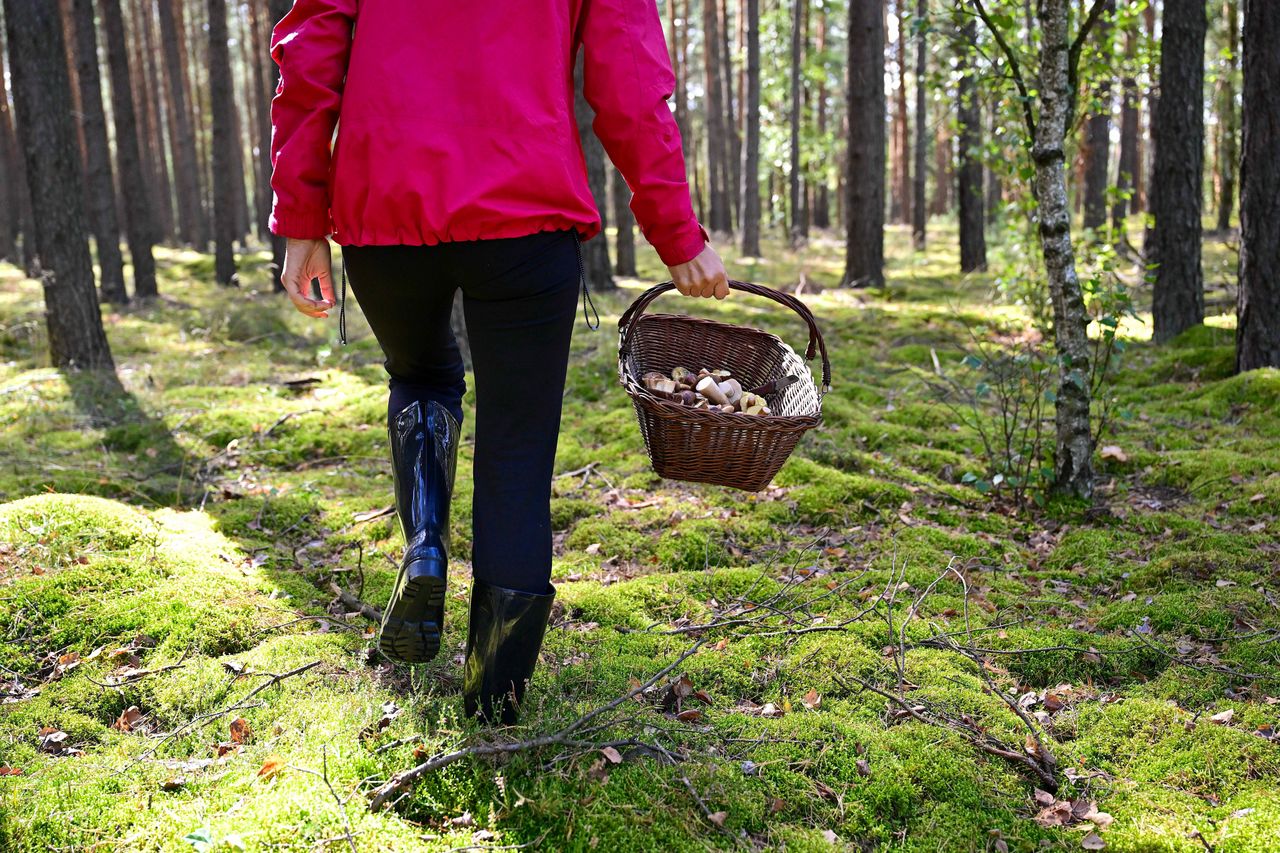 Polacy zdradzili, co naprawdę myślą o grzybobraniu. Wyniki sondażu zaskakują