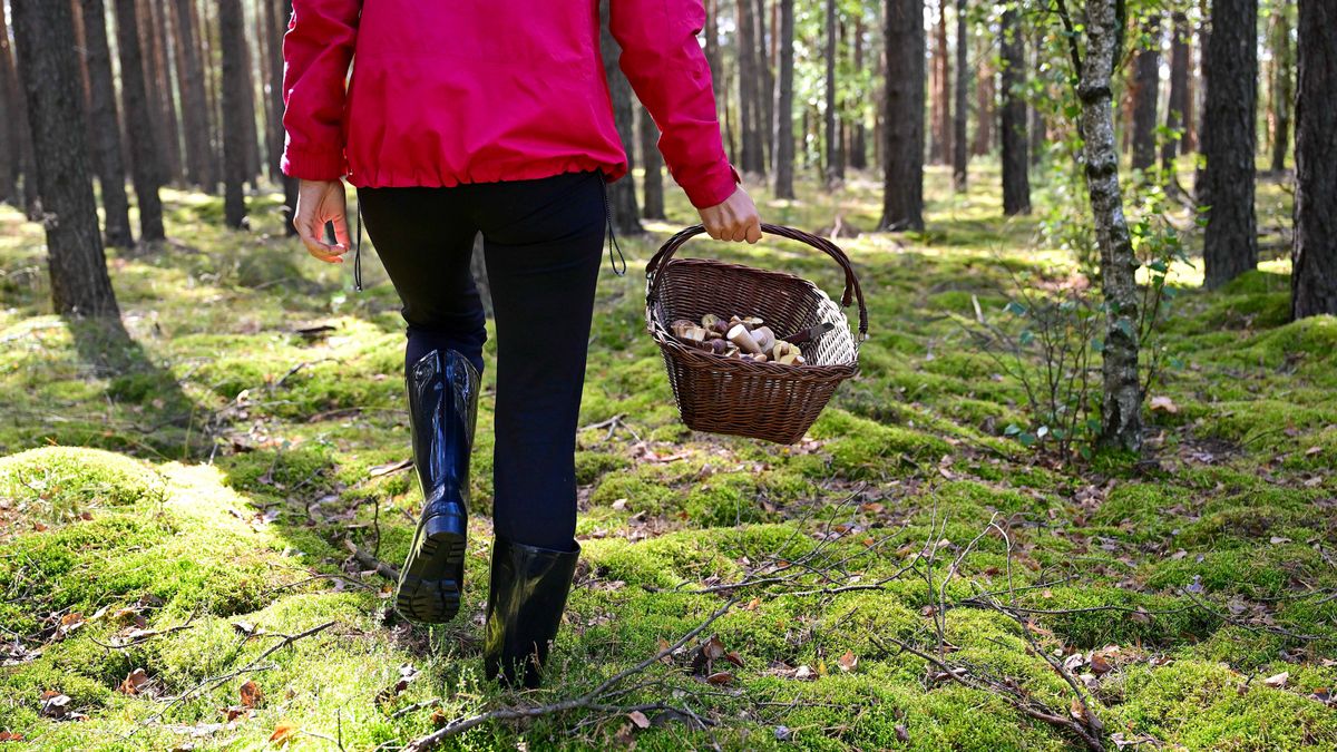 Ławszowa, 24.09.2025. Grzyby w Borach Dolnośląskich w okolicach miejscowości Ławszowa, 24 bm. Bory Dolnośląskie to największy w Polsce kompleks leśny położony w województwie dolnośląskim i lubuskim. (sko) PAP/Maciej Kulczyński