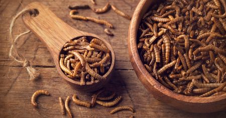 Novel food (nowa żywność) - jadalne owady, mięso in vitro, pieczywo UV