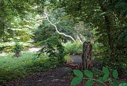 Horror w Hamburgu. 11 mężczyzn zgwałciło 15-latkę. Polak wśród podejrzanych