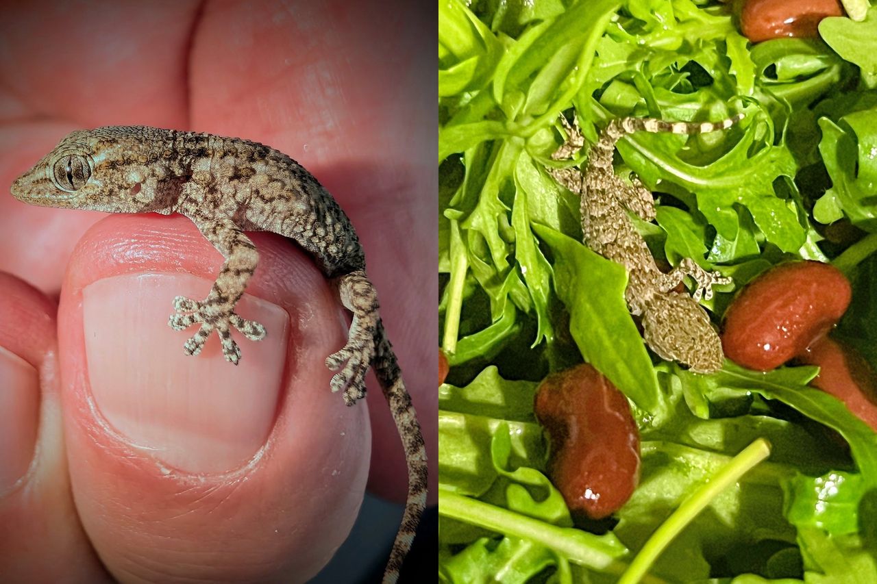 Gekon w rukoli z Lidla. Niezwykła podróż przez pół Europy