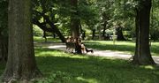 Zielona innowacja w Krakowie. Licznik informuje o posadzonych drzewach