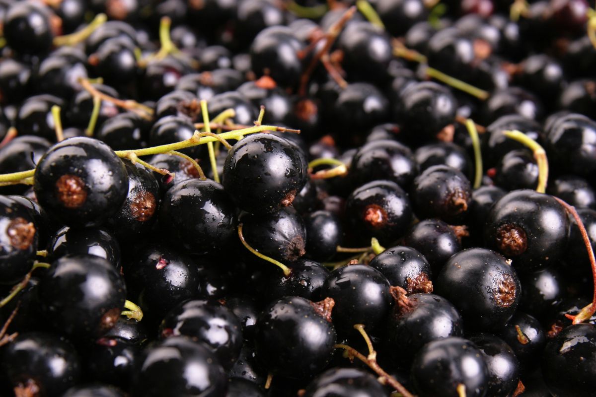 Currant cookie. You can make jam from these healthy fruits yourself.