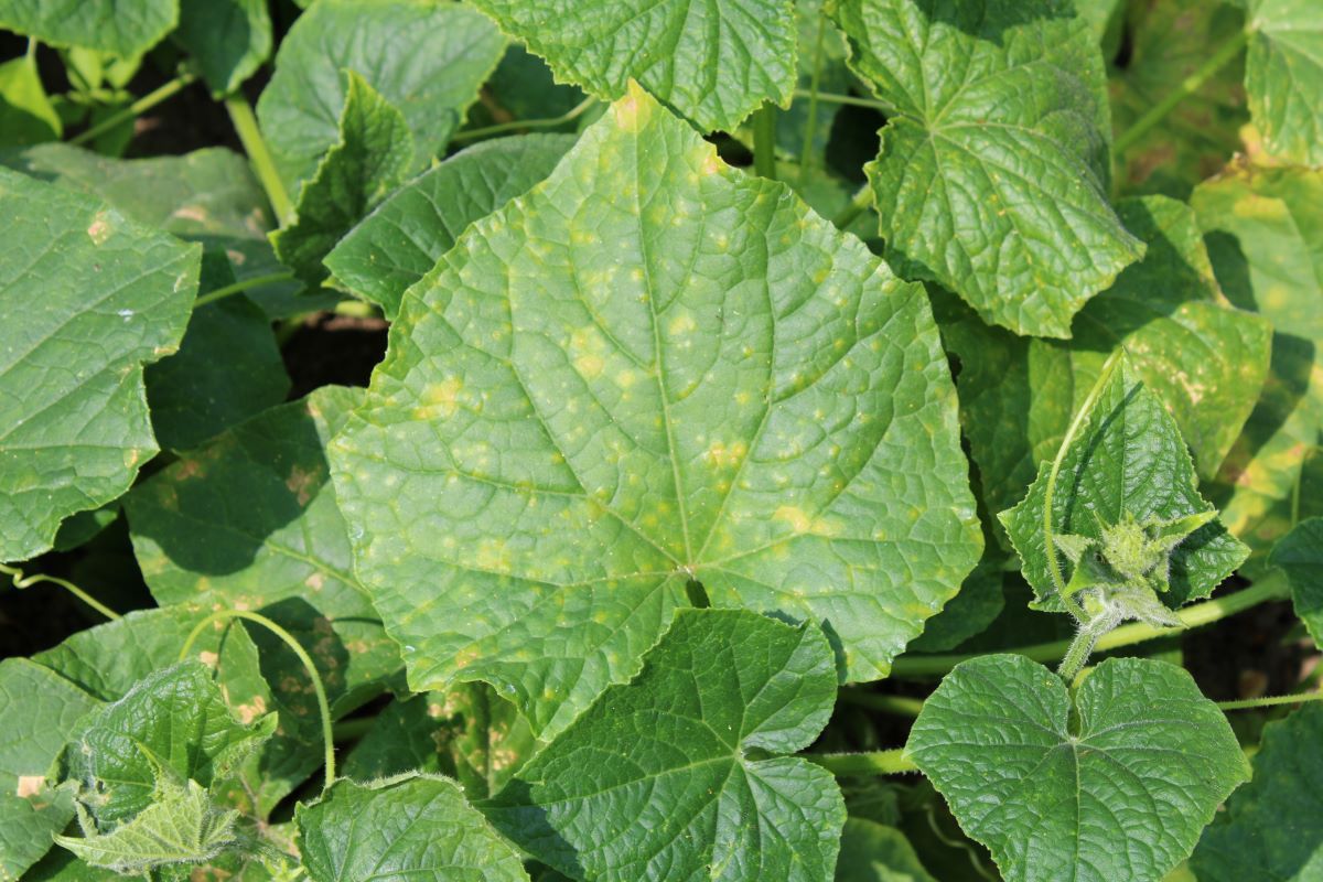 Ogniska mączniaka w ogórkach to jednoznaczny sygnał do podjęcia działań przez plantatorów. Najwyższy czas na ochronę!