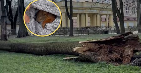 Drzewo runęło, ucierpiały wiewiórki. Tak wyglądała akcja ratunkowa