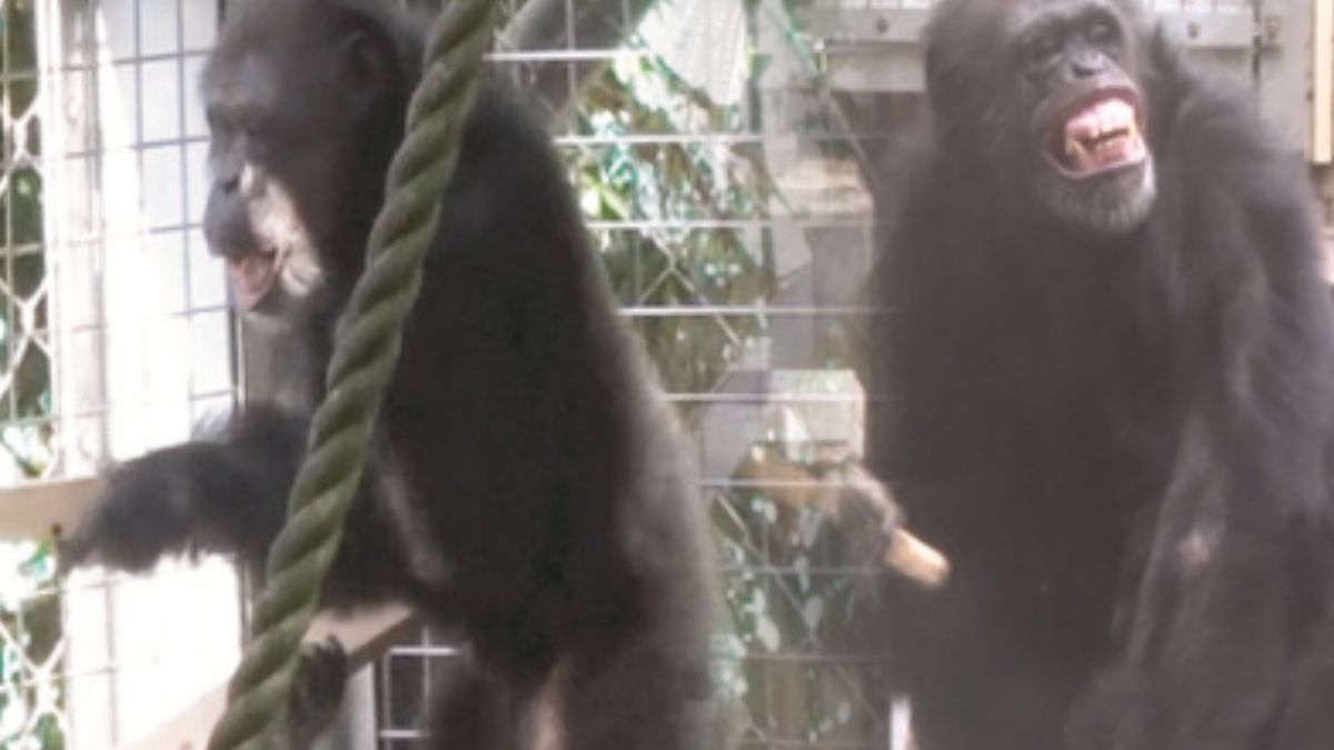 Japoński szympans Ayumu zaskoczył naukowców.