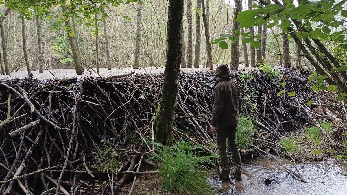 Taką imponującą tamę zbudowały bobry w Nadleśnictwie Choczewo na Pomorzu