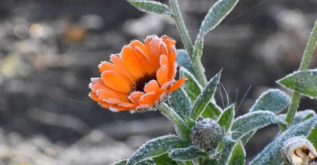 Synoptycy zapowiadają "otwarcie wrót Arktyki". Temperatury spadną