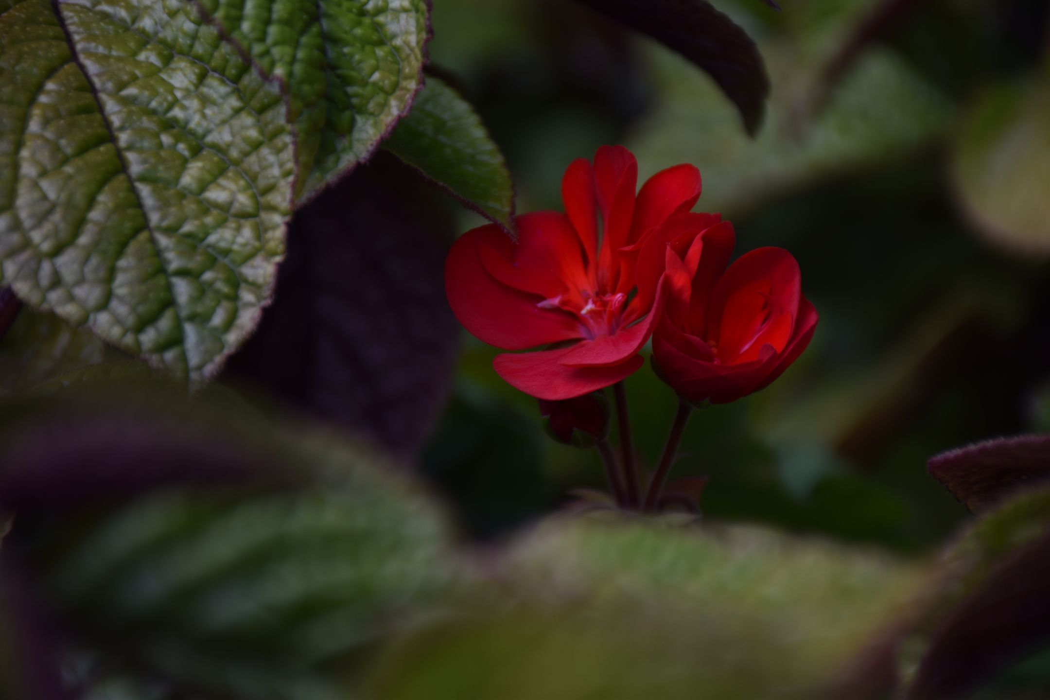 Nikon D3500 pomoże ci uchwycić najważniejsze momenty w życiu [test] 9