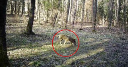 To się dzieje w Bieszczadach. Leśnicy ostrzegają