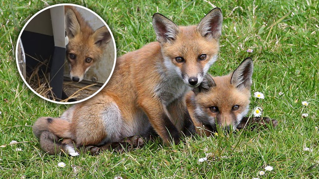 Mały lisek miał sporo szczęścia w nieszczęściu