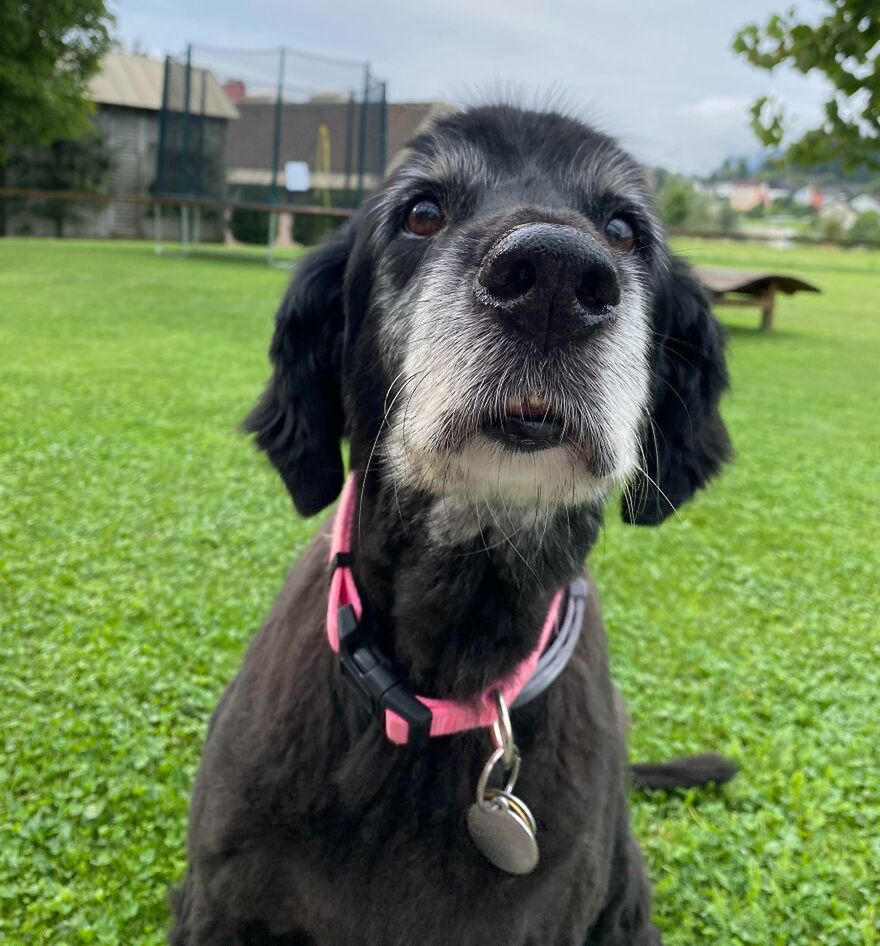 Starsze pieski wymagają naszej opieki.