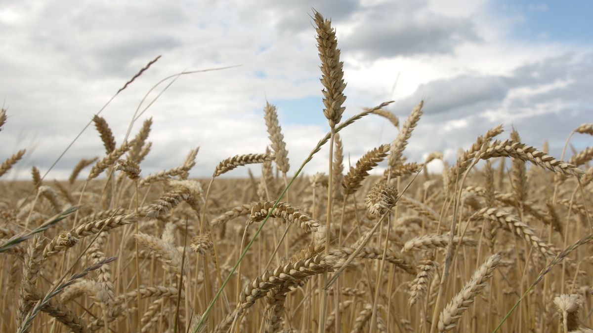 Bruksela jest skłonna rozszerzyć listę produktów z Ukrainy objętych unijnym zakazem importu 