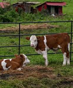 Ochrona zdrowia zwierząt. Nowa ustawa przyjęta przez Sejm