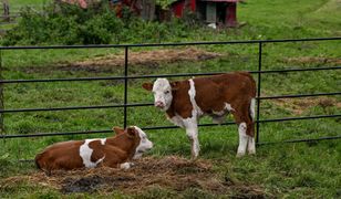 Ochrona zdrowia zwierząt. Nowa ustawa przyjęta przez Sejm