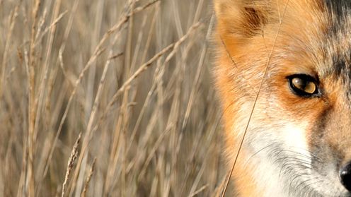 Najlepsze dodatki do modyfikowania interfejsu Firefoxa [TOP 10] 1