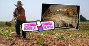 Rolnik szukał młotka. Przypadkiem znalazł skarb i zgarnął 1,75 mln funtów