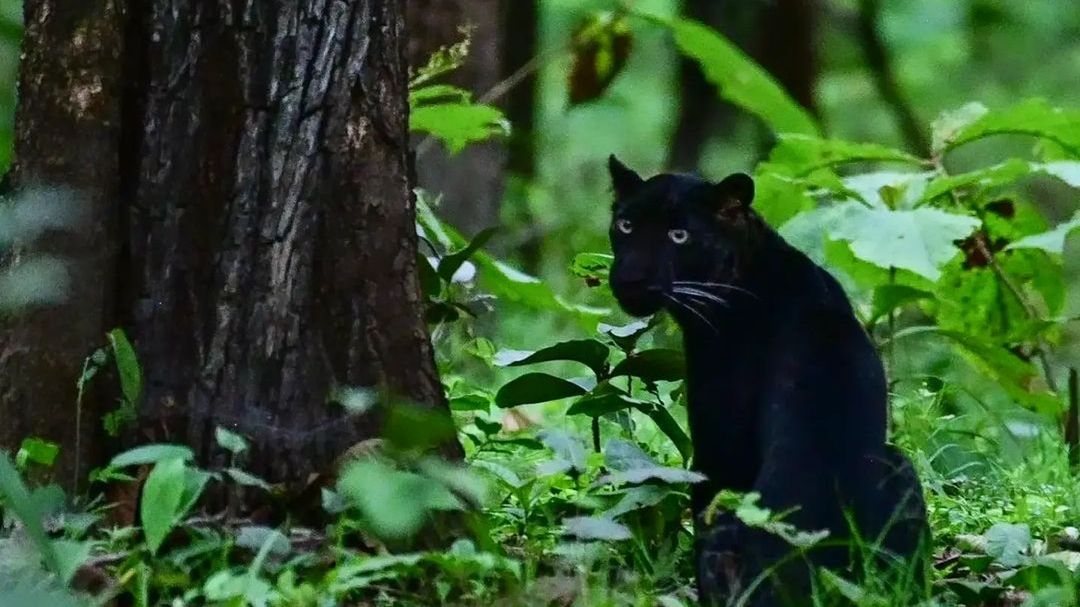 Indyjski fotograf zdołał zrobić zdjęcie czarnej panterze.