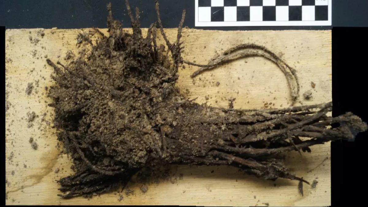 Kompozycje z kwiatów przetrwały mimo działania ognia oraz upłynięcia 1,8 tys. lat 