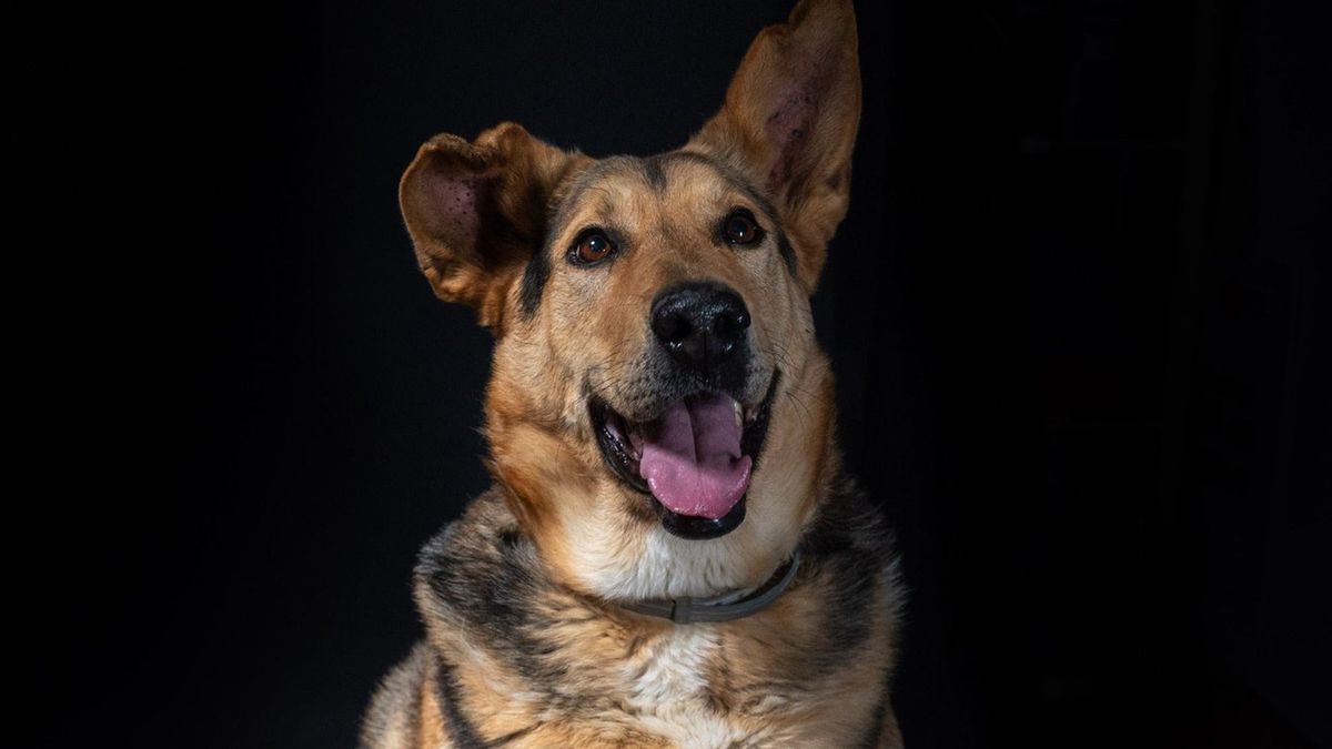  Nie żyje pies Brego, ciągnięty przez sołtyskę za samochodem