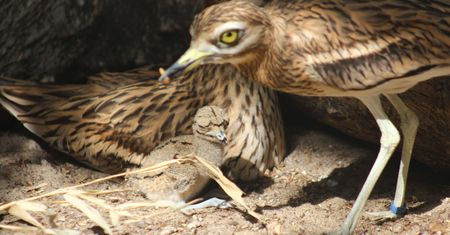 Warszawskie zoo świętuje. Ogłosili radosne wieści