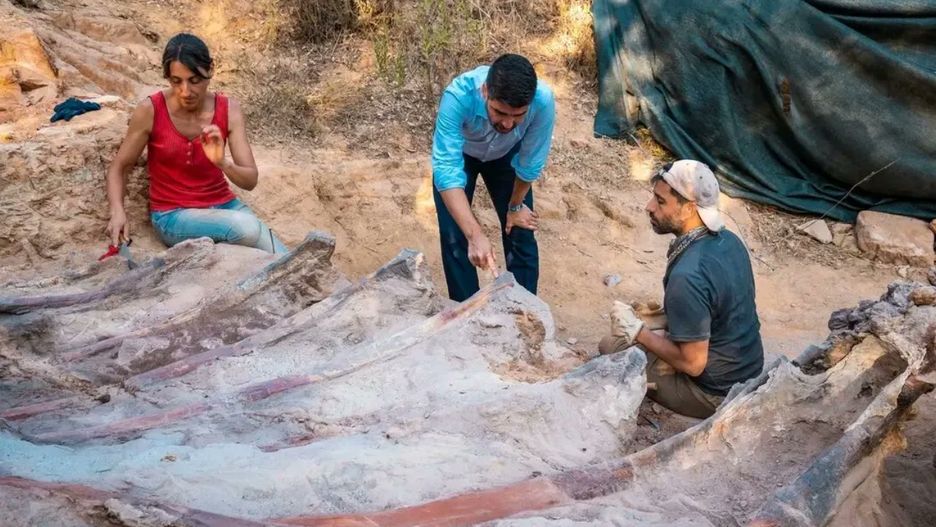 Szok w Portugalii. W ogródku odkryto szkielet największego dinozaura, jaki kiedykolwiek żył na Ziemi.