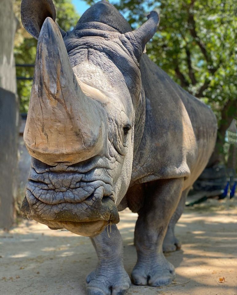 Nosorożec Pedro z hiszpańskiego zoo