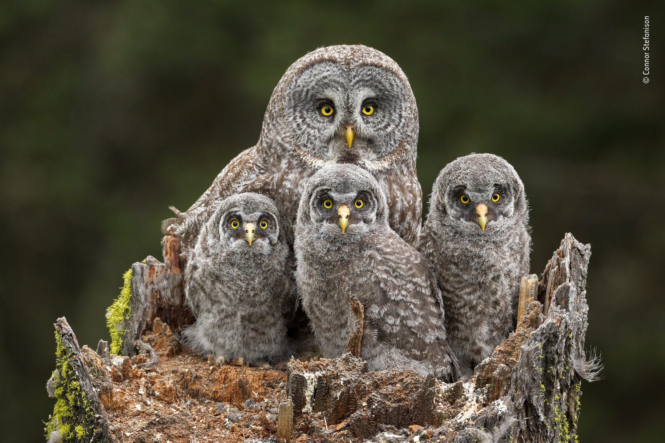Panasonic przyzna nagrodę publiczności w konkursie Wildlife Photographer of the Year 24