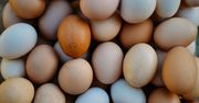 Czy kolor skorupki ma znaczenie? Tak, ale tylko przed Wielkanocą