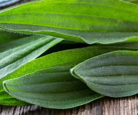 Zioła wzmacniające trzustkę. Zobacz, co warto pić