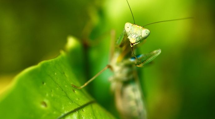 Najdziksza Nowa Zelandia