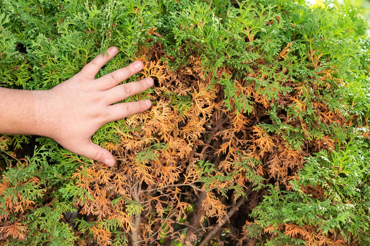 Why your arborvitaes are turning brown and how to save them