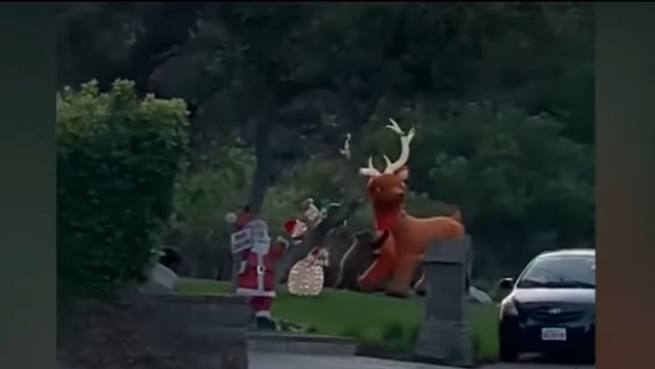Kalifornia. Kobieta nagrała jak niedźwiedź walczy z nadmuchiwanym reniferem w ogrodzie sąsiada