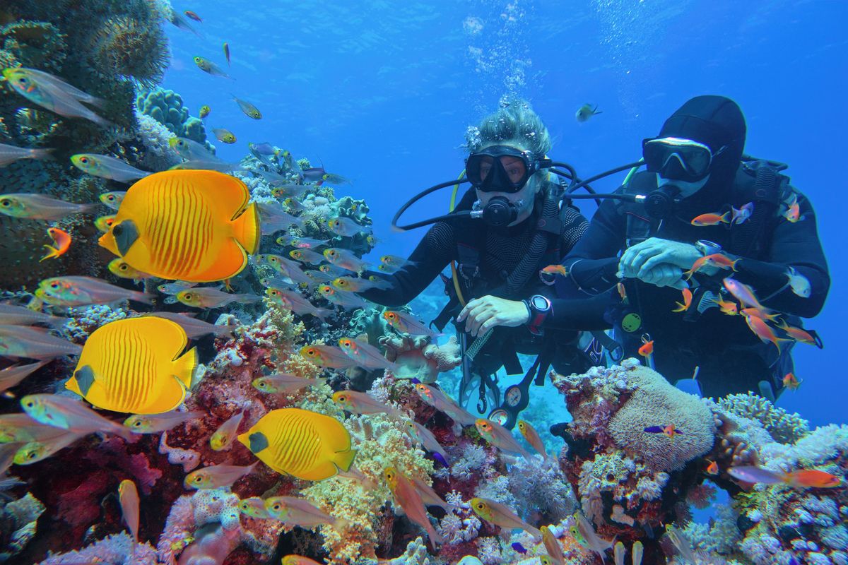 Bajeczne rafy koralowe w Morzu Czerwonym