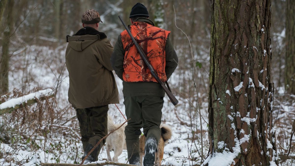 Polowanie na dziki
26.01.2019 Wolka Kikolska, Mazowieckie  Polowanie na dziki w ramach walki z ASF. Mysliwi z psami w terenie.    fot Pawel H. Glogowski/REPORTER
Pawel H. Glogowski/REPORTER