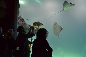 Wrocław: otwarto pierwsze w Polsce oceanarium Afrykarium
