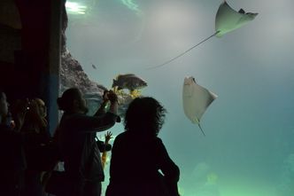 Wrocław: otwarto pierwsze w Polsce oceanarium Afrykarium
