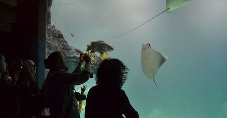 Wrocław: otwarto pierwsze w Polsce oceanarium Afrykarium
